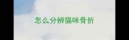 怎么分辨猫咪骨折
