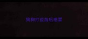 狗狗打疫苗后感冒