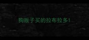 狗贩子买的拉布拉多