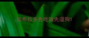 拉布拉多先吃饭先遛狗
