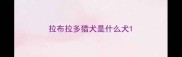 拉布拉多猎犬是什么犬