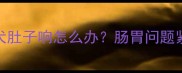 拉布拉多幼犬肚子响怎么办肠胃问题紧急处理指南