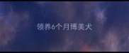 领养6个月博美犬
