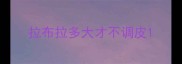 拉布拉多大才不调皮
