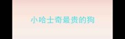 小哈士奇最贵的狗