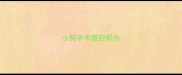 小狗手术腹腔积水