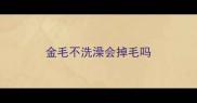 金毛不洗澡会掉毛吗