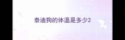 泰迪狗的体温是多少
