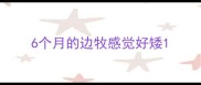 6个月的边牧感觉好矮
