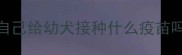 自己给幼犬接种什么疫苗吗