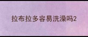 拉布拉多容易洗澡吗