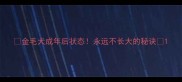 金毛犬成年后状态永远不长大的秘诀