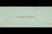 泰迪狗喂什么食物最好