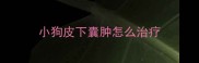 小狗皮下囊肿怎么治疗