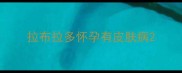 拉布拉多怀孕有皮肤病