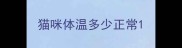 猫咪体温多少正常