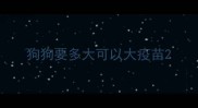狗狗要多大可以大疫苗