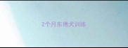 2个月东德犬训练