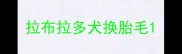 拉布拉多犬换胎毛