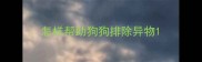 怎样帮助狗狗排除异物