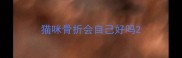 猫咪骨折会自己好吗