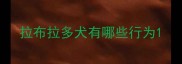 拉布拉多犬有哪些行为
