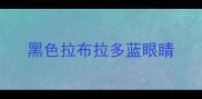 黑色拉布拉多蓝眼睛