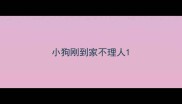 小狗刚到家不理人