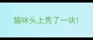 猫咪头上秃了一块