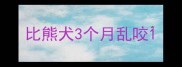 比熊犬3个月乱咬