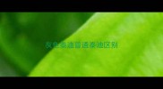 灰色泰迪普通泰迪区别