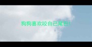 狗狗喜欢咬自己尾巴