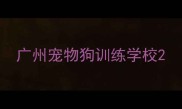 广州宠物狗训练学校