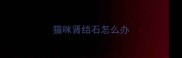猫咪肾结石怎么办