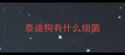 泰迪狗有什么细菌