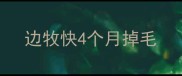 边牧快4个月掉毛