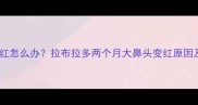 幼犬鼻头发红怎么办拉布拉多两个月大鼻头变红原因及护理指南