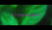 五个月的金毛有多大