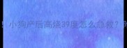 新手狗妈必看小狗产后高烧39度怎么急救附护理全攻略