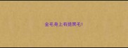 金毛身上有搓黑毛