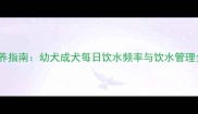 边境牧羊犬科学喂养指南幼犬成犬每日饮水频率与饮水管理全附常见问题