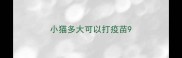 小猫多大可以打疫苗9