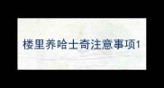 楼里养哈士奇注意事项