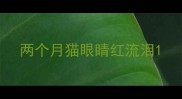 两个月猫眼睛红流泪