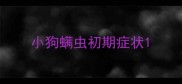 小狗螨虫初期症状