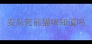 安乐死前猫咪知道吗