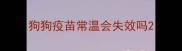 狗狗疫苗常温会失效吗