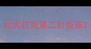 幼犬打完第二针疫苗