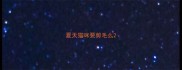 夏天猫咪要剪毛么