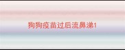 狗狗疫苗过后流鼻涕